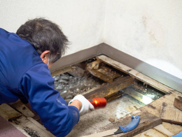 Manhattan, IL Mold Remediation Company
