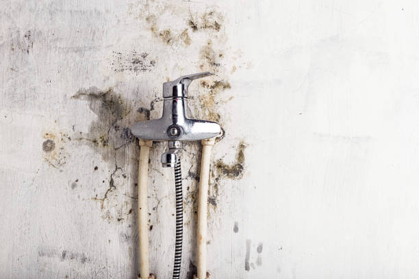 Best HVAC Mold Remediation in Manhattan, IL