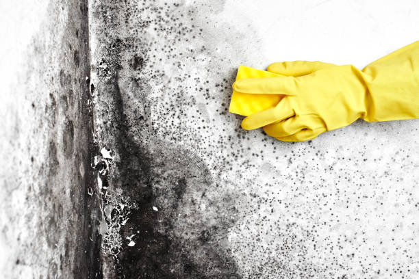 Best Health and Safety Mold Remediation in Manhattan, IL