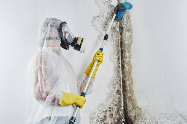 Best Attic Mold Remediation in Manhattan, IL