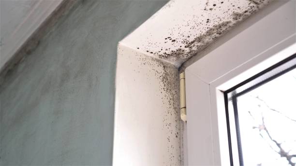 Best Basement Mold Remediation in Manhattan, IL