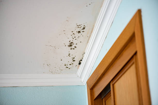 Best Post-Flood Mold Remediation in Manhattan, IL