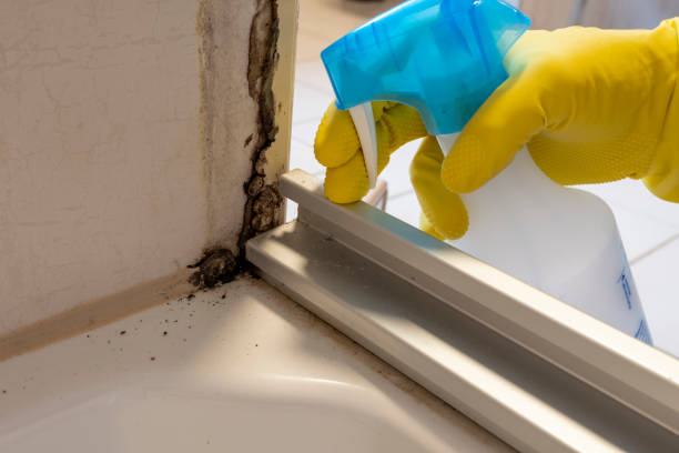  Manhattan, IL Mold Removal Pros